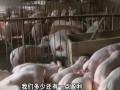 猪肉价格保持平稳 养猪人略赚
