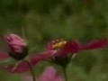 鲜花当肥料 好看又省钱