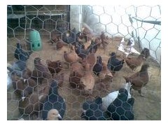 云南昆明肉鸽价格肉鸽养殖图2