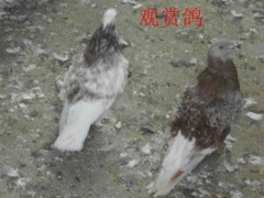 宁夏新城观赏鸽价格哪有观赏鸽养殖场图2