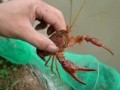 龙虾养殖技术