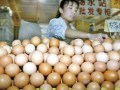 哈尔滨市受气候影响蔬菜猪肉鸡蛋价格上涨