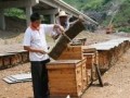 石柱沙子蜜蜂养殖成农民增收新亮点