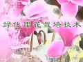 绿化用花栽培技术