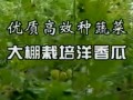 大棚栽培洋西瓜