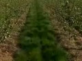 苹果栽培与修剪技术教程