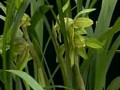 兰花栽培技术
