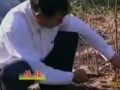 柿子树种植技术教程.