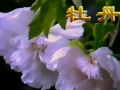 牡丹栽培技术
