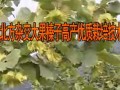 北方杂交大果榛子高产优质栽培技术