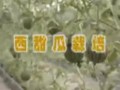 西甜瓜栽培技术 (2747播放)