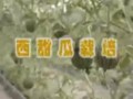 西甜瓜栽培技术
