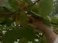 猕猴桃栽培技术（上） (2813播放)