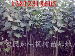 出售1.5--2公分杨树苗，数量500万图2