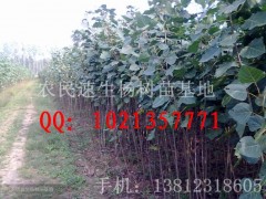 出售1.5--2公分杨树苗，数量500万图3
