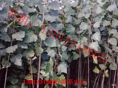 107杨树苗什么价格 108杨树苗种植基地图2