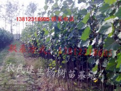 107杨树苗什么价格 108杨树苗种植基地图3