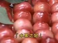 大樱桃矮化密植修剪技术 (3780播放)