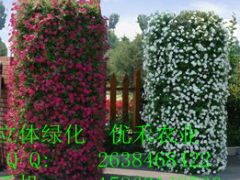 上海国庆花墙首选|自灌溉双孔套装|墙体绿化|花墙|花柱图2