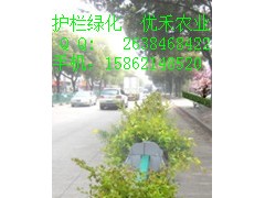 上海外滩国庆花墙指定产品|单孔加顶盒套装|花墙|花柱|立体蔬菜墙图2