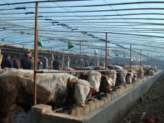 出售优良品种的肉牛，肉牛的养殖和牛舍的建设图2