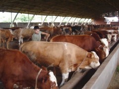 出售优良品种的肉牛，肉牛的养殖和牛舍的建设图3