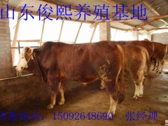 养一头肉牛赚多少 养殖业什么最赚钱 肉牛养殖成本 肉牛养殖图3