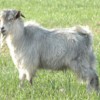 售杜泊绵羊 亚洲黄羊 种羊 杂交羊 小羊羔小尾寒羊 波尔山羊