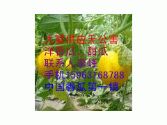 大量供应洋香瓜图2