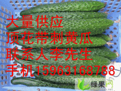 大量供应春季黄瓜图2