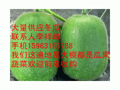 大量供应绿皮小冬瓜图2