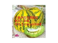 大量供应黄金瓜图2