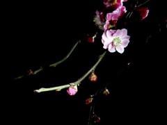 梅花盆景图2