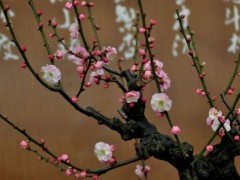梅花盆景图3