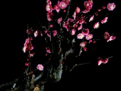 梅花盆景图2