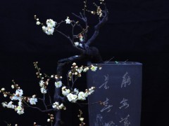 梅花盆景图2