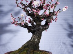 梅花盆景图3