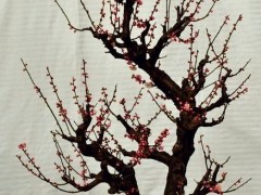 梅花盆景图3