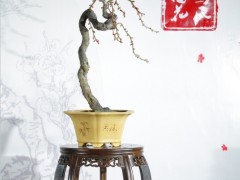 梅花盆景图2