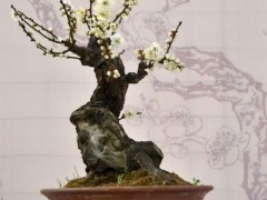 梅花盆景图3