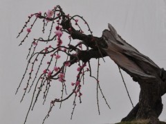 梅花盆景图3
