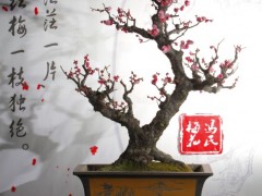 梅花盆景图2
