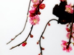 梅花盆景图2