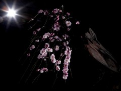梅花盆景图2