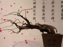 梅花盆景图3