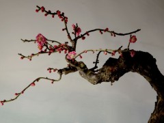 梅花盆景图3