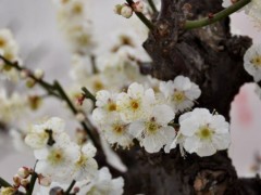 梅花盆景图2