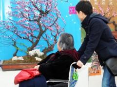 梅花盆景图2