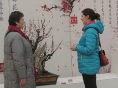 梅花盆景图2