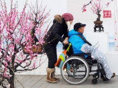 梅花盆景图3